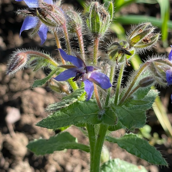 Borretsch: Pflanze im Habitat Garten in der NatureSpots App