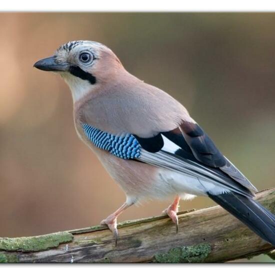 Eichelhäher: Tier im Habitat Hinterhof in der NatureSpots App