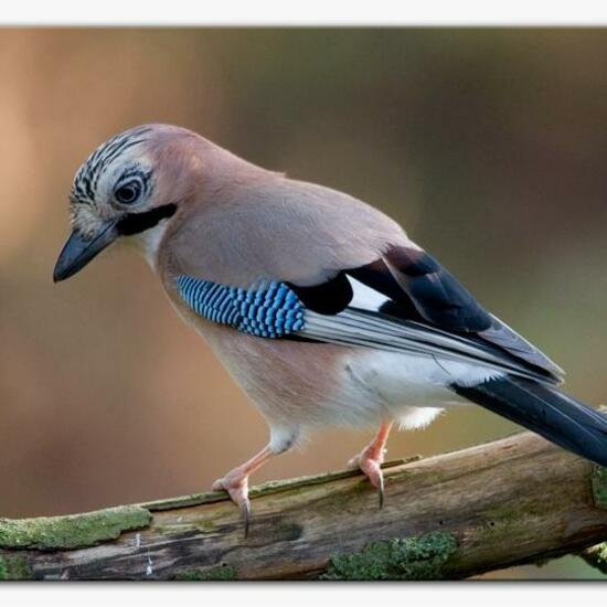 Eichelhäher: Tier im Habitat Hinterhof in der NatureSpots App