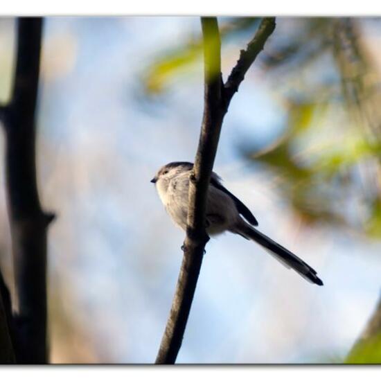 Schwanzmeise: Tier im Habitat Hinterhof in der NatureSpots App