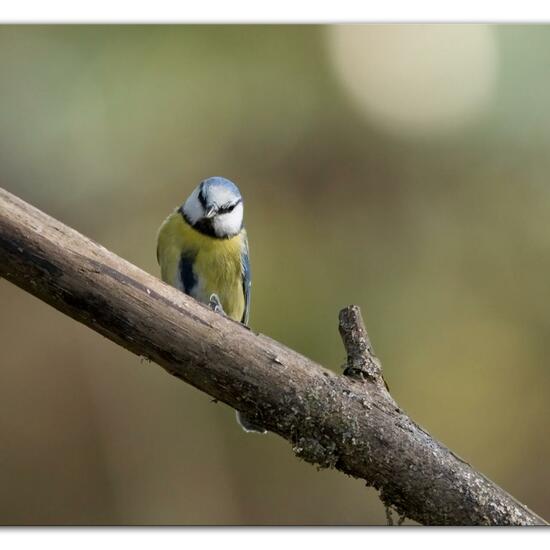 Blaumeise: Tier im Habitat Hinterhof in der NatureSpots App