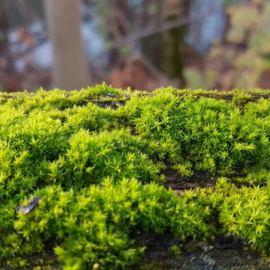 Moss: Plant in habitat Temperate forest in the NatureSpots App
