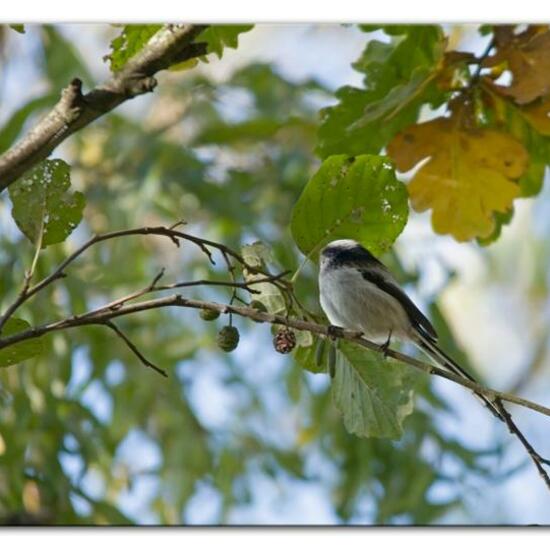 Schwanzmeise: Tier in der Natur in der NatureSpots App