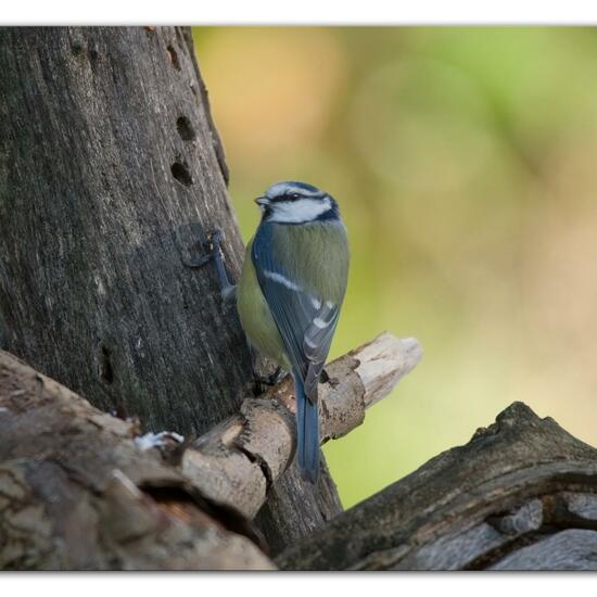 Blaumeise: Tier im Habitat Hinterhof in der NatureSpots App