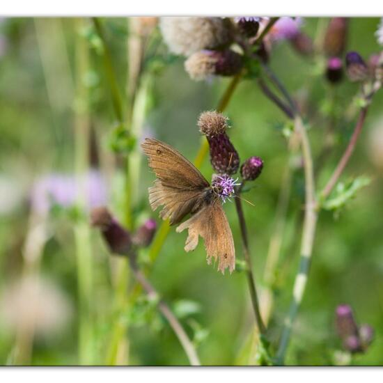 Großes Ochsenauge: Tier im Habitat Landwirtschaftliche Wiese in der NatureSpots App