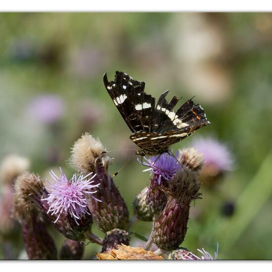 Landkärtchen: Tier im Habitat Grasland und Büsche in der NatureSpots App