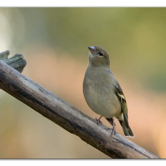 Buchfink: Tier im Habitat Hinterhof in der NatureSpots App