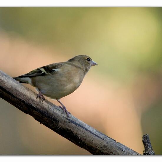 Buchfink: Tier im Habitat Hinterhof in der NatureSpots App