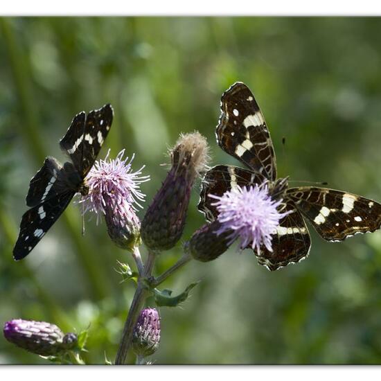 Landkärtchen: Tier im Habitat Grasland und Büsche in der NatureSpots App