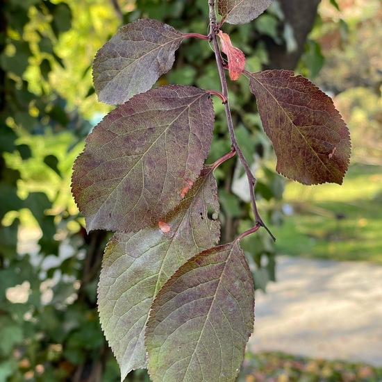 Prunus cerasifera: Plant in nature in the NatureSpots App