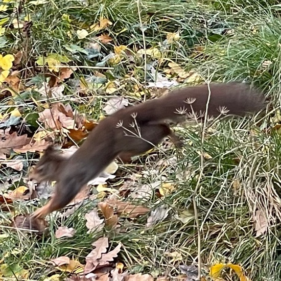 Red squirrel: Animal in habitat Park in the NatureSpots App