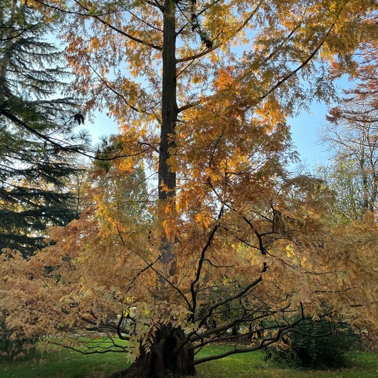 Metasequoia glyptostroboides: Plant in habitat Park in the NatureSpots App