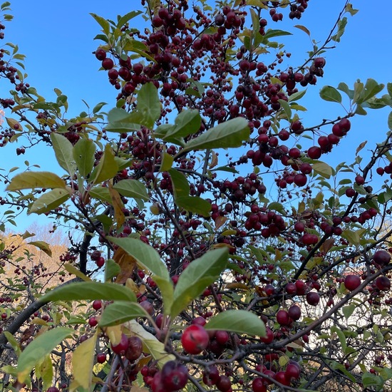 Malus baccata: Plant in habitat Park in the NatureSpots App