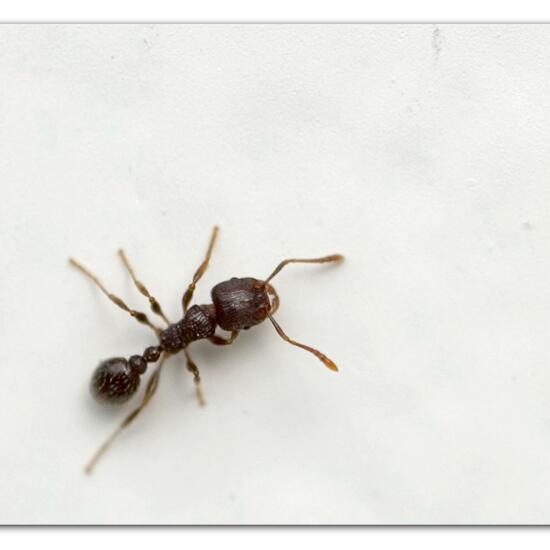 Pavement ant: Animal in habitat Garden in the NatureSpots App