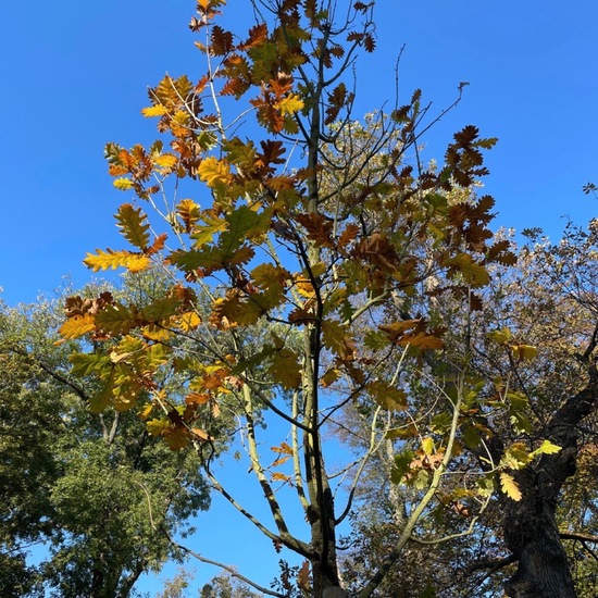 Quercus frainetto: Plant in habitat Park in the NatureSpots App