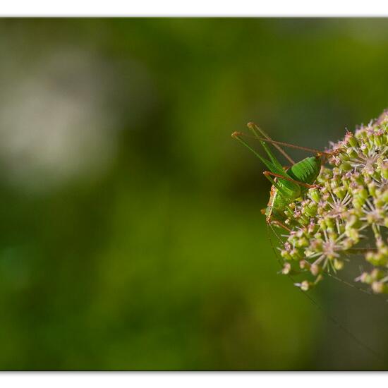 Speckled bush-cricket: Animal in habitat Natural Meadow in the NatureSpots App