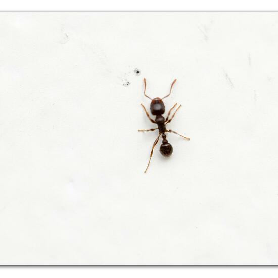 Pavement ant: Animal in habitat Garden in the NatureSpots App