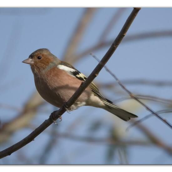 Common Chaffinch: Animal in habitat Grassland in the NatureSpots App