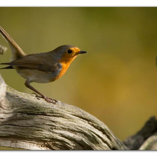 Rotkehlchen: Tier im Habitat Hinterhof in der NatureSpots App