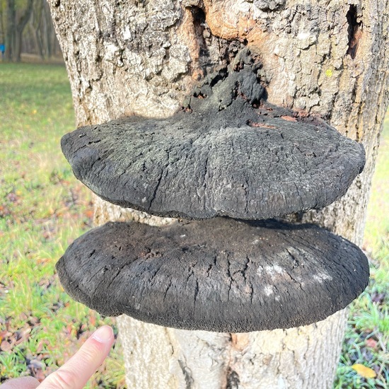 Inonotus hispidua: Mushroom in habitat Park in the NatureSpots App