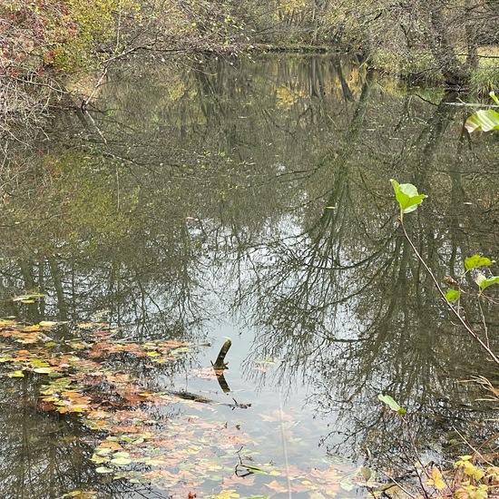 Landscape: Freshwater in habitat River in the NatureSpots App