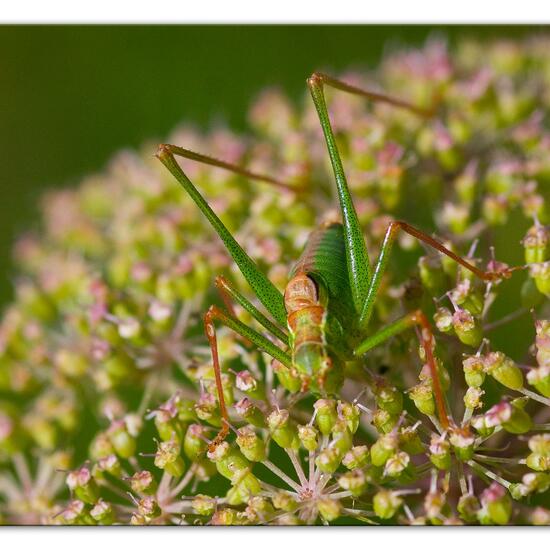 Speckled bush-cricket: Animal in habitat Natural Meadow in the NatureSpots App
