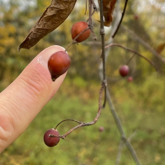 Glattblättriger Zürgelbaum: Pflanze im Habitat Park in der NatureSpots App