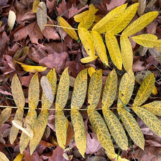 Pterocarya fraxinifolia: Plant in habitat Park in the NatureSpots App