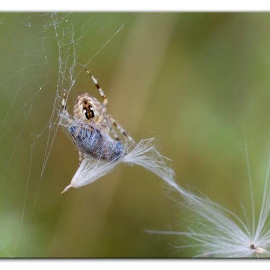 Araneus quadratus: Animal in habitat Semi-natural grassland in the NatureSpots App