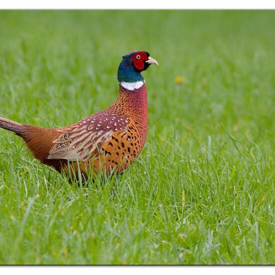 Common Pheasant: Animal in habitat Agricultural meadow in the NatureSpots App