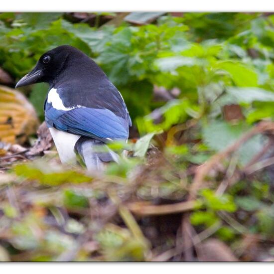 Eurasian Magpie: Animal in habitat Backyard in the NatureSpots App