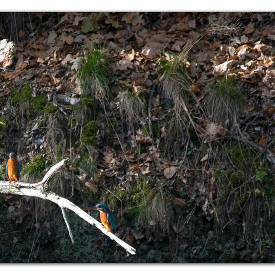 Common Kingfisher: Animal in habitat Freshwater habitat in the NatureSpots App