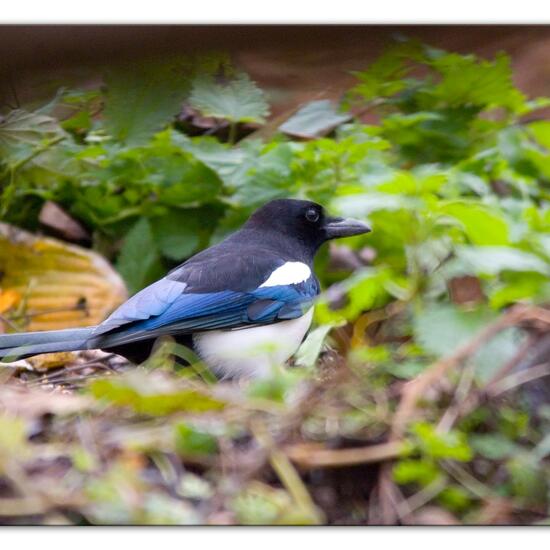 Eurasian Magpie: Animal in habitat Backyard in the NatureSpots App