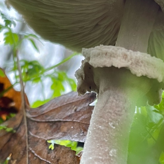 Gemeiner Riesenschirmling: Pilz im Habitat Wald der gemäßigten Breiten in der NatureSpots App