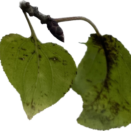 Rhamnus cathartica: Plant in habitat Temperate forest in the NatureSpots App