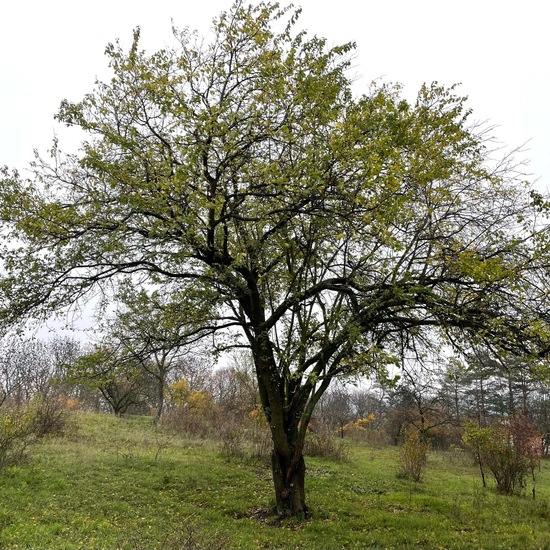 Prunus domestica subsp. insititia: Plant in habitat Grassland in the NatureSpots App
