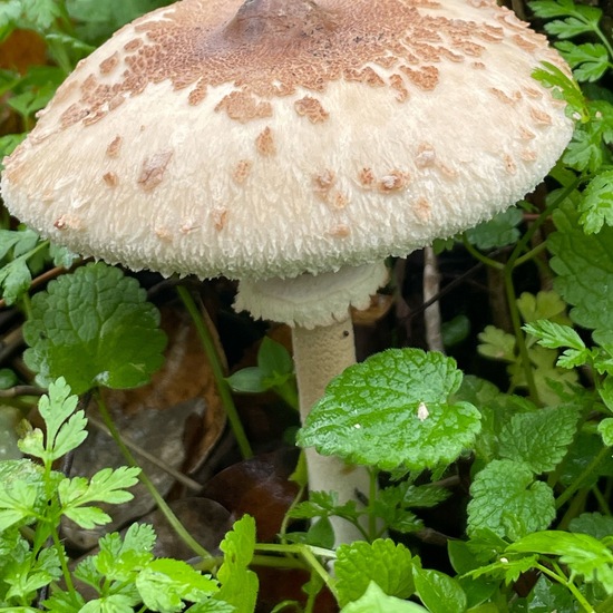 Macrolepiota procera: Mushroom in habitat Temperate forest in the NatureSpots App