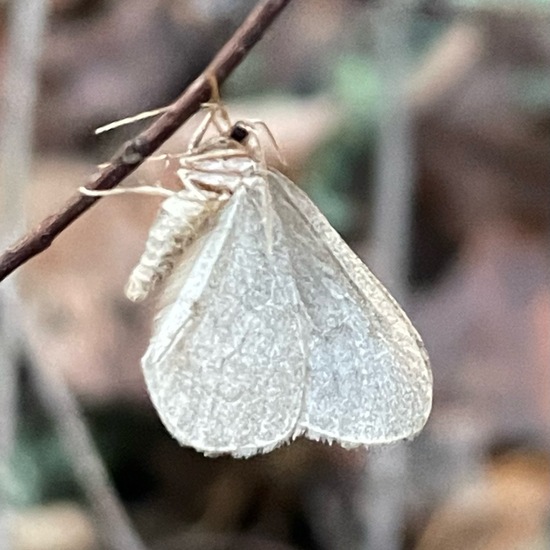 Winter Moth: Animal in habitat Temperate forest in the NatureSpots App