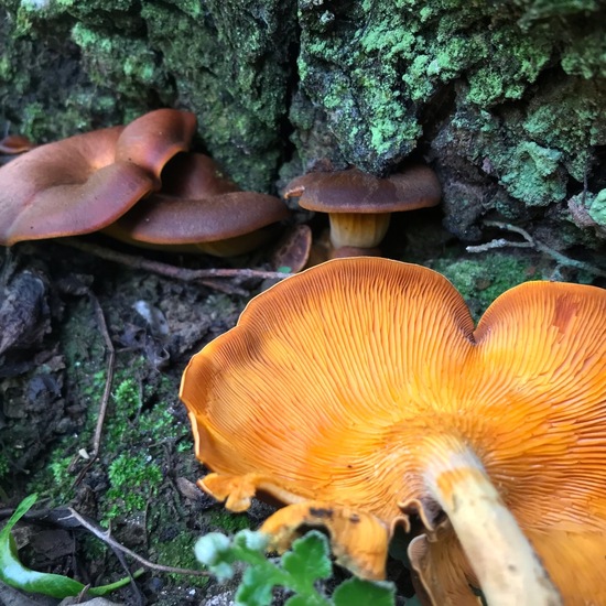 Omphalotus olearius: Mushroom in habitat Forest in the NatureSpots App