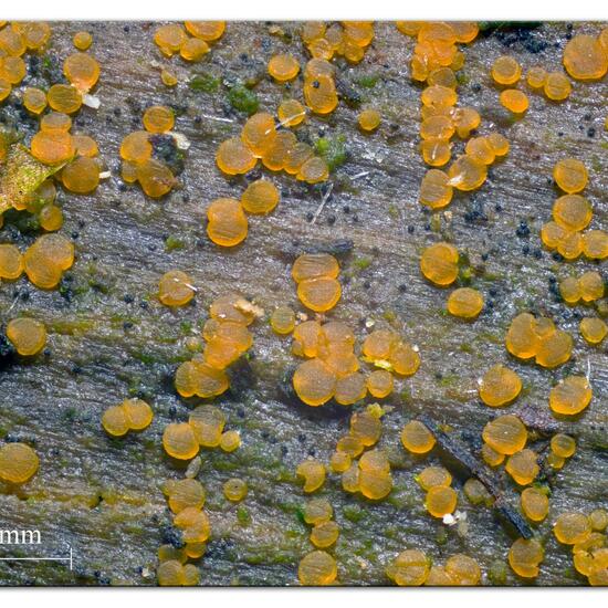Orbilia delicatula: Mushroom in habitat Garden in the NatureSpots App