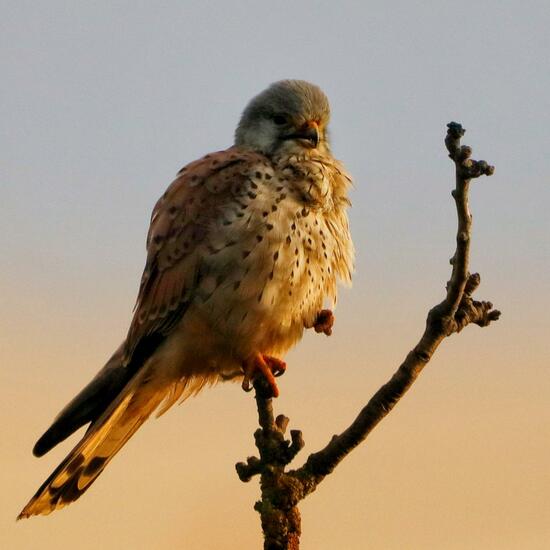 Turmfalke: Tier im Habitat Felder in der NatureSpots App