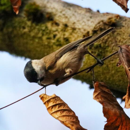 andere Art: Tier in der Natur in der NatureSpots App