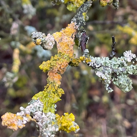 Eine unbekannte Art: Pflanze im Habitat Grasland und Büsche in der NatureSpots App