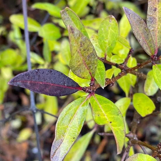 Gewöhnlicher Liguster: Pflanze im Habitat Grasland und Büsche in der NatureSpots App