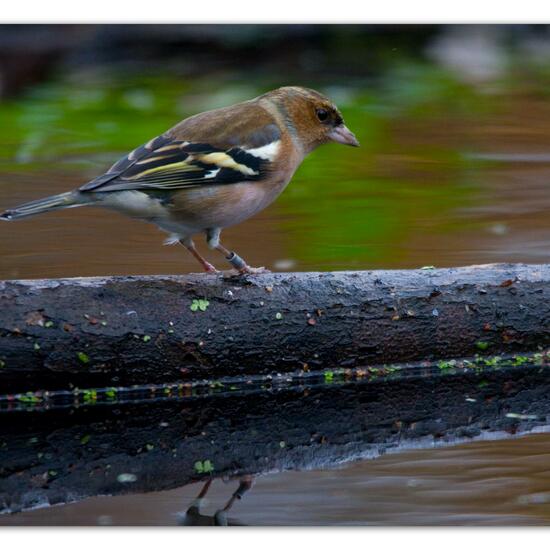 Buchfink: Tier im Habitat Hinterhof in der NatureSpots App