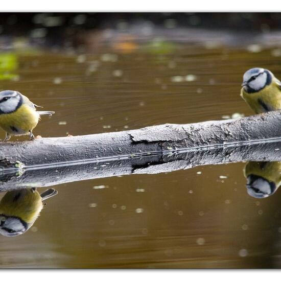 Blaumeise: Tier im Habitat Hinterhof in der NatureSpots App