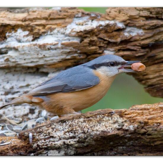 Kleiber: Tier im Habitat Hinterhof in der NatureSpots App