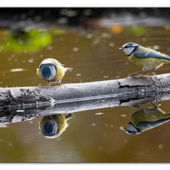 Blaumeise: Tier im Habitat Hinterhof in der NatureSpots App