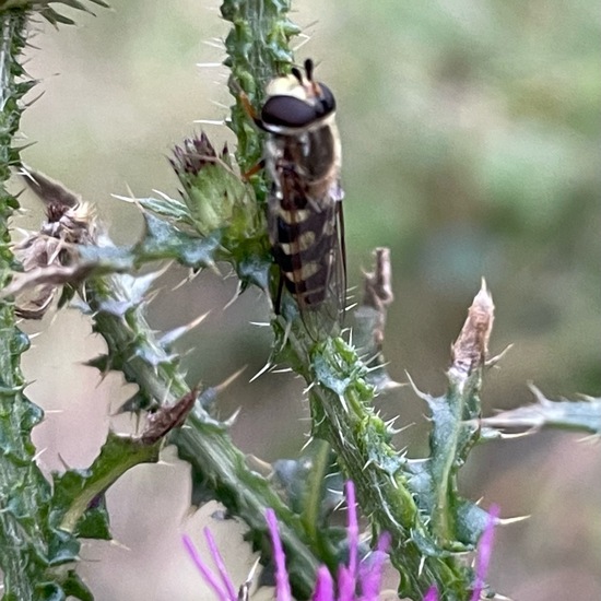 Schwebfliegen: Tier im Habitat Garten in der NatureSpots App