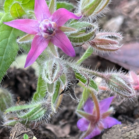 Borretsch: Pflanze im Habitat Garten in der NatureSpots App